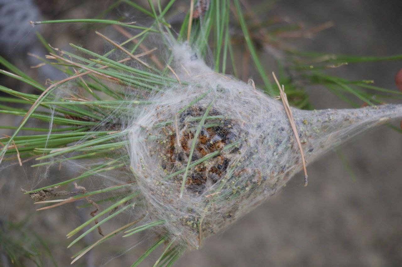 Pine Processionary Caterpillar